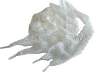 SL modeveter 1848 "Kant"