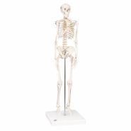 Skelet compleet 88cm "Shorty" #