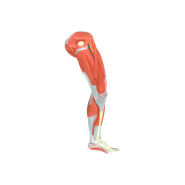 Anatomisch demonteerbaar onderbeen #