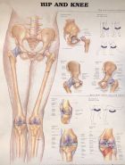 Poster "Hip and knee"