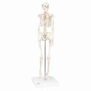 Skelet compleet 88cm "Shorty" #
