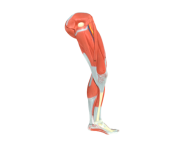 Anatomisch demonteerbaar onderbeen #
