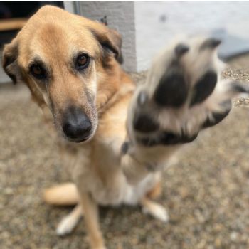 Honden halsband "Basic" #